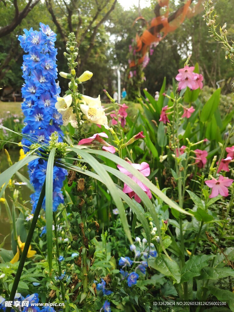 多彩花卉绽放于花园中