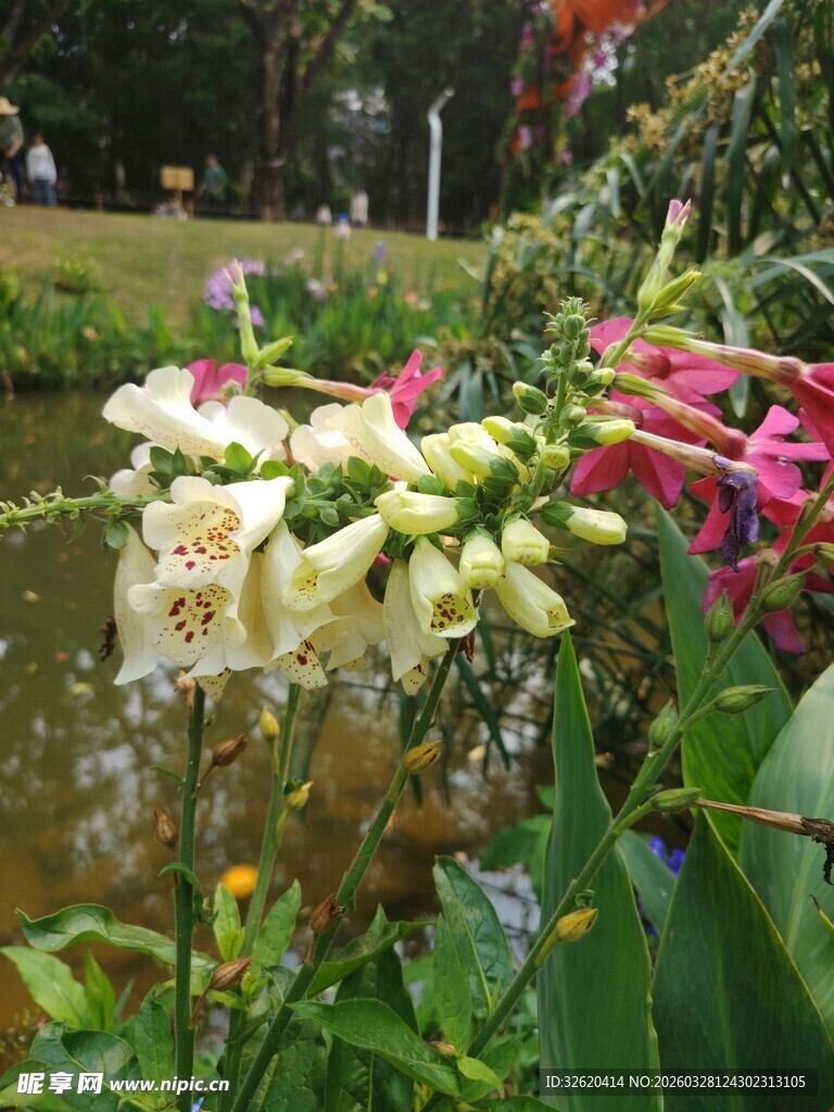 溪边五彩花卉绽放