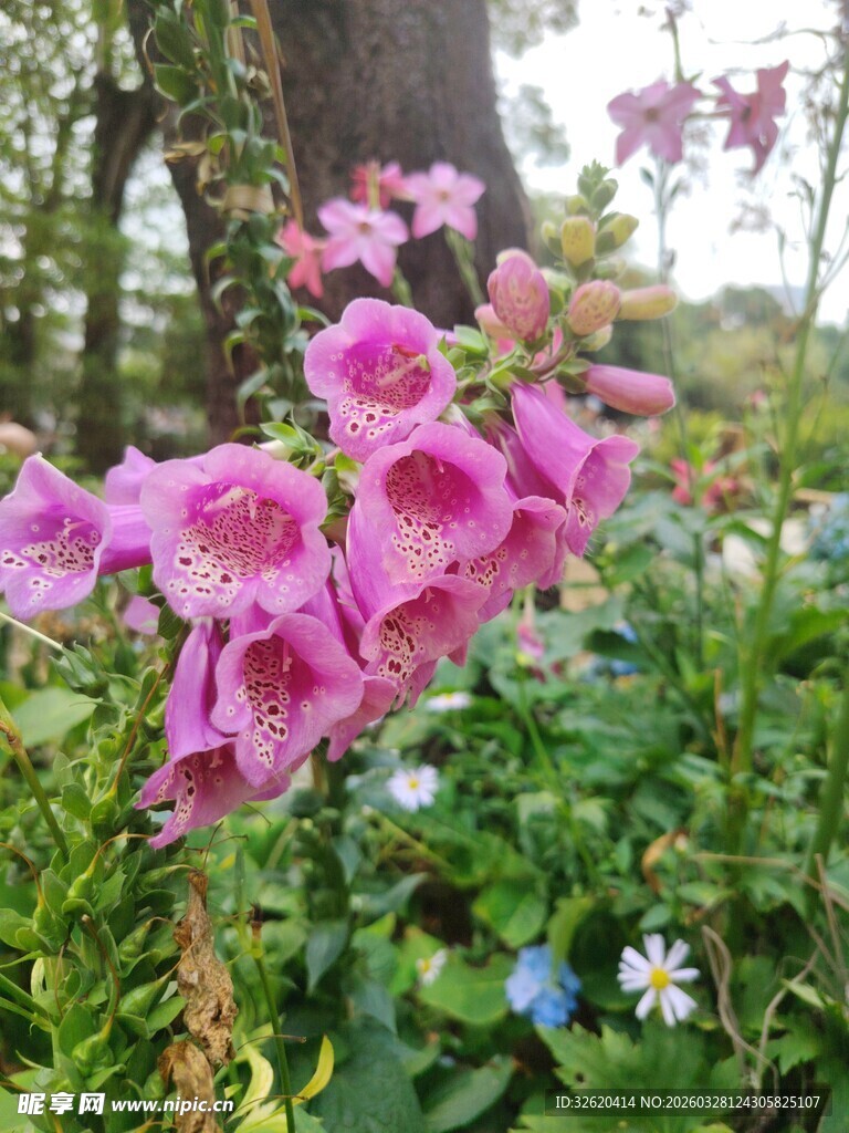 粉色毛地黄绽放于绿野