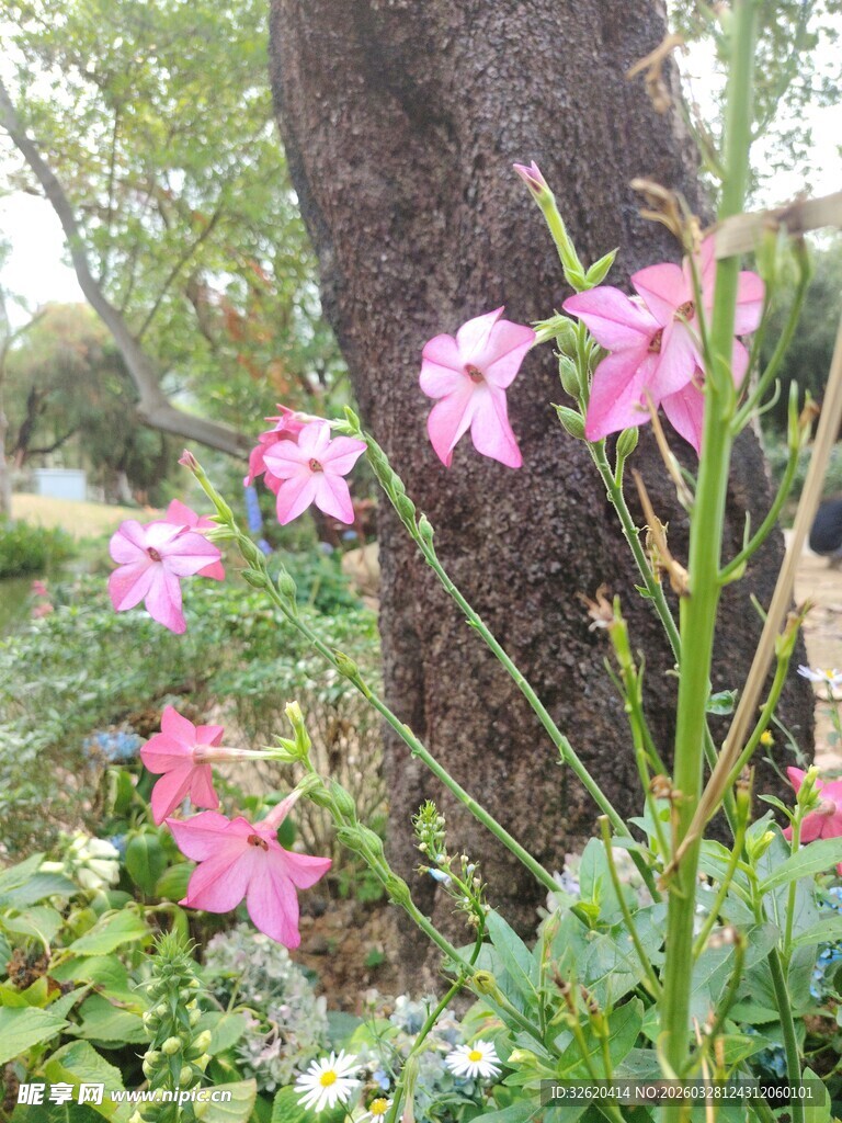 树下绽放的粉色美丽小花