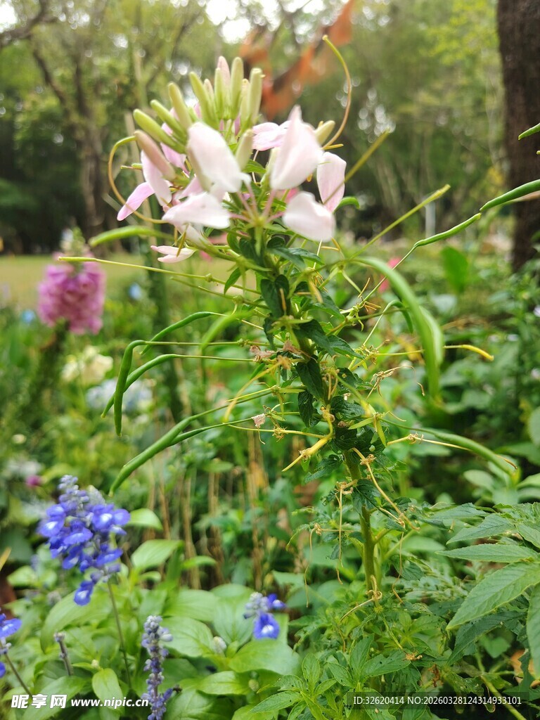 多彩野花绽放于林间