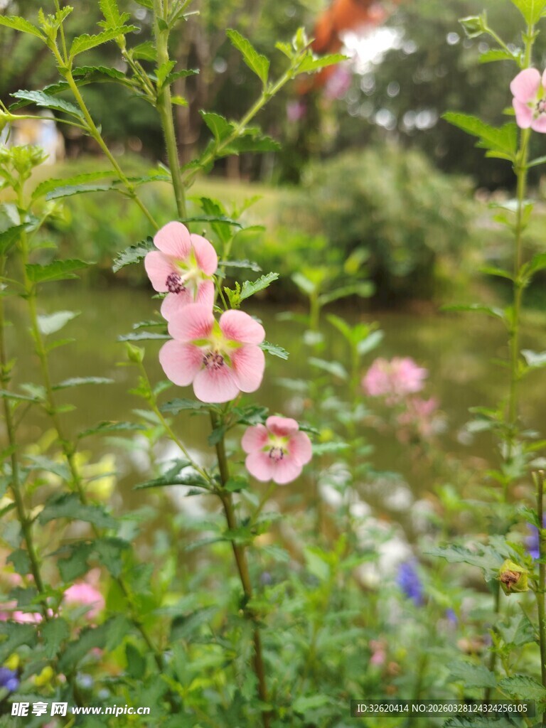 溪边绽放的粉嫩花朵