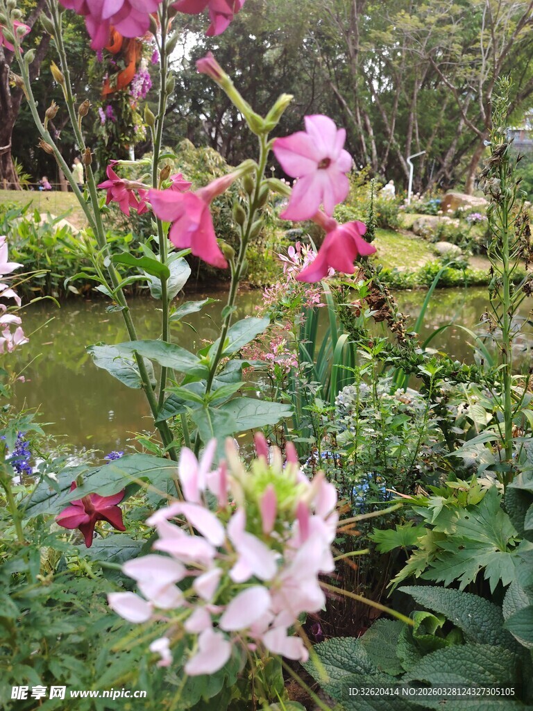 花园中绽放的多彩花卉