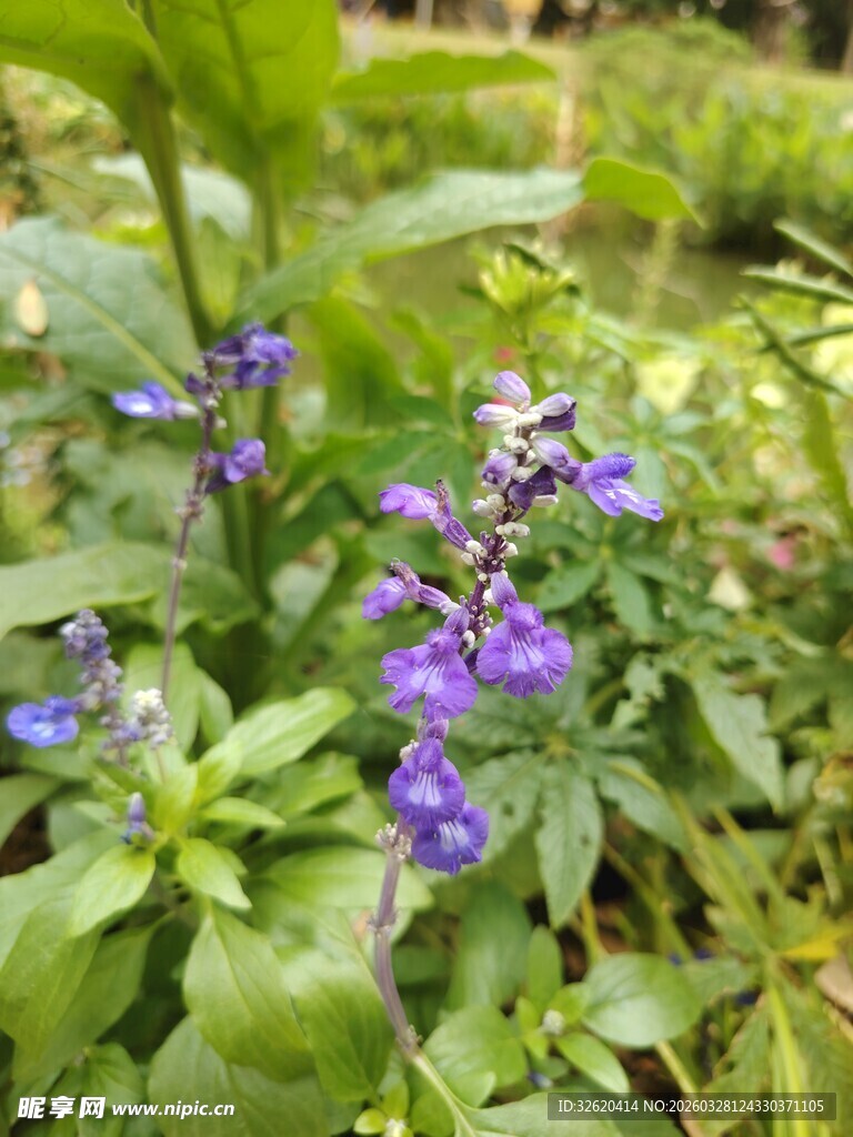 紫色小花绽放绿叶间