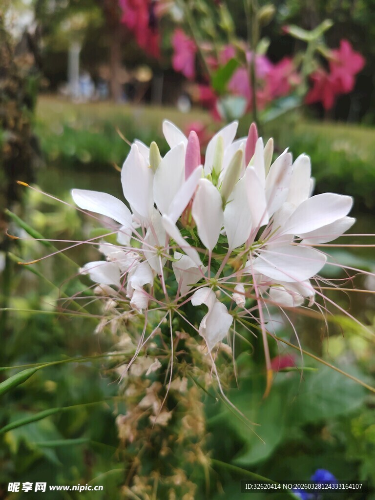 娇艳绽放的白色花卉