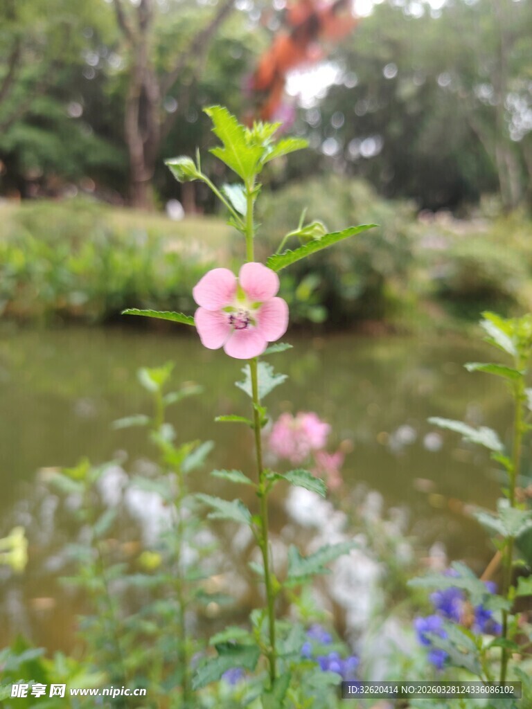 溪边绽放的娇艳粉色小花