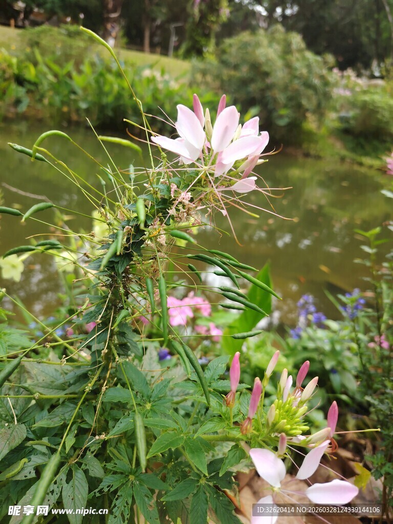 池塘边绽放的美丽花卉
