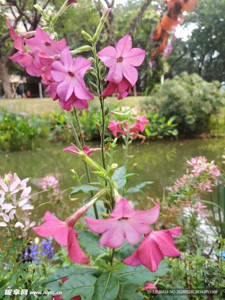 花园中的多彩花卉绽放