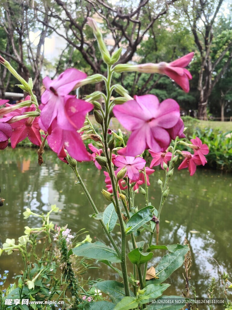 溪边绽放的艳丽粉色花朵