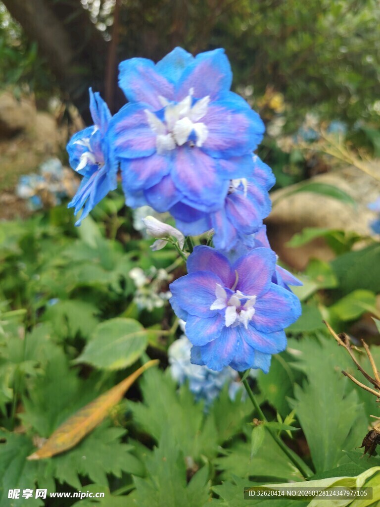 蓝紫色翠雀花绽放美景