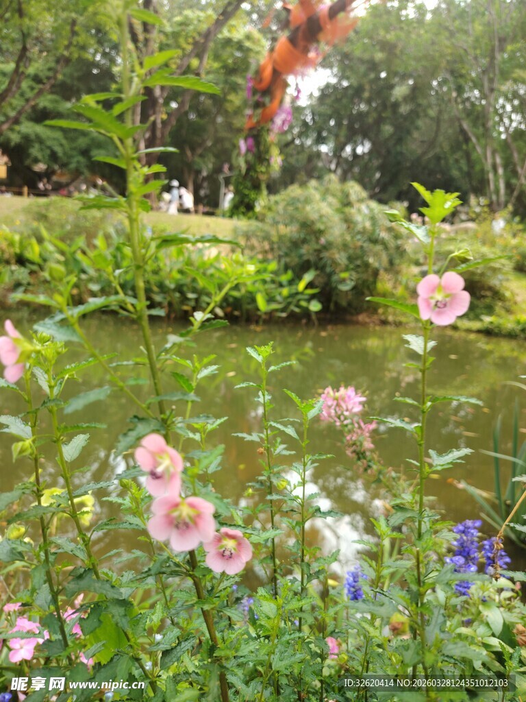 湖畔繁花绽放的美丽景致