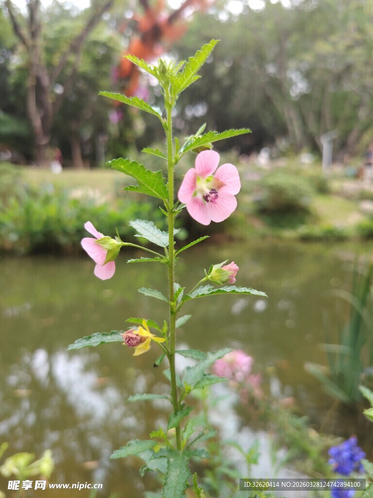 溪边绽放的娇艳花卉