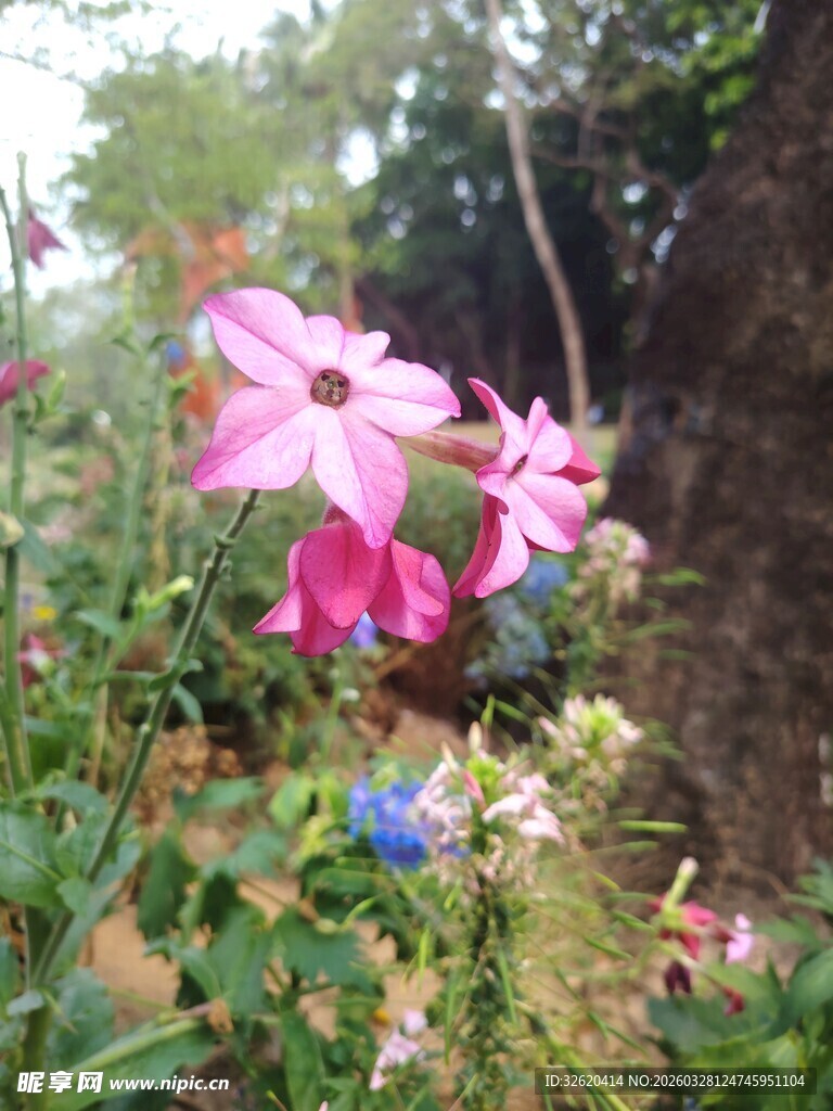 娇艳绽放的多彩花卉