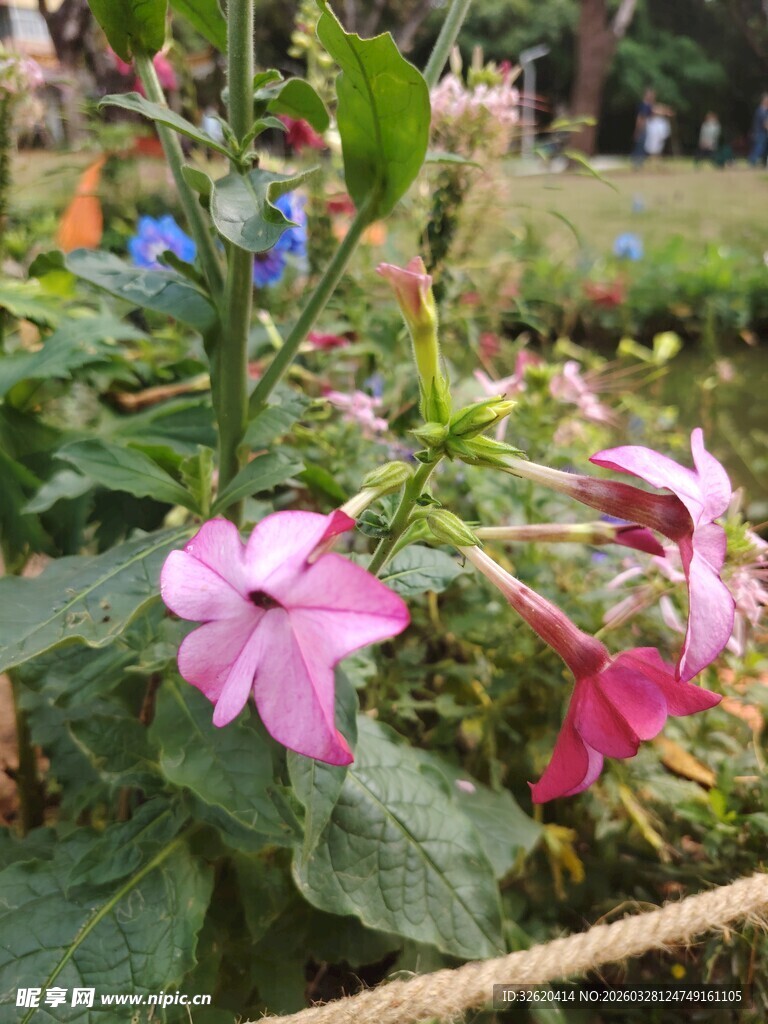 花园中绽放的美丽粉色花朵