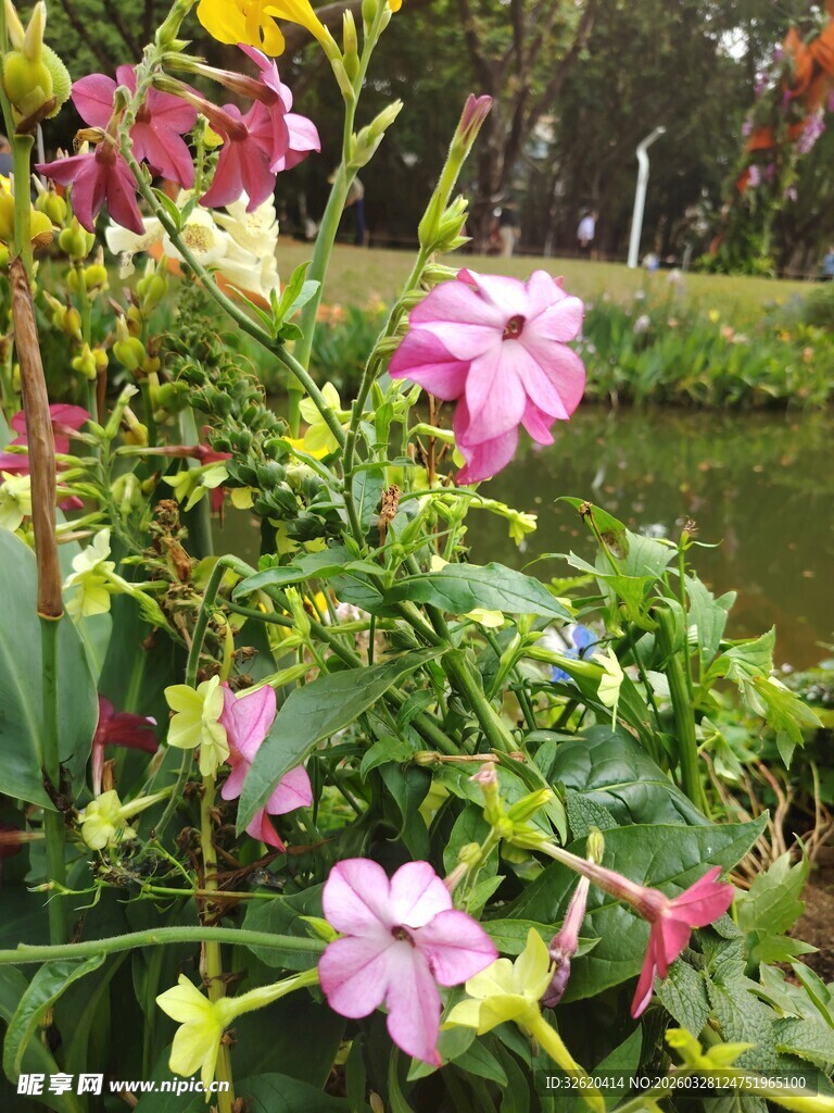 湖畔缤纷绽放的娇艳花朵