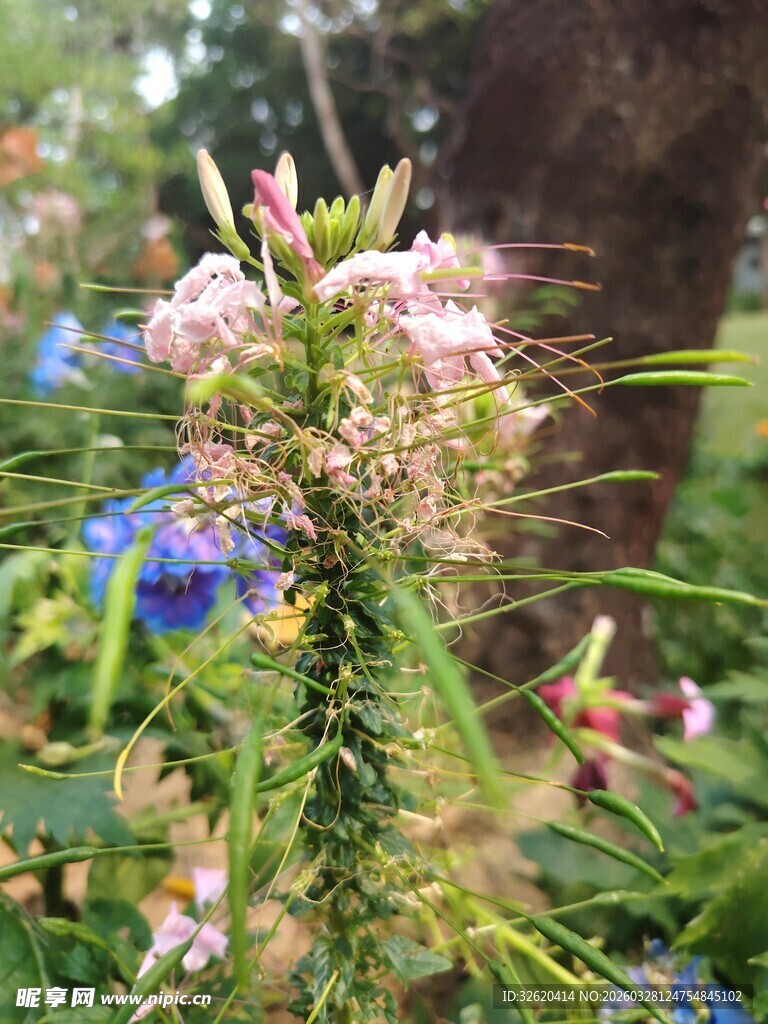 多彩丛生花卉特写