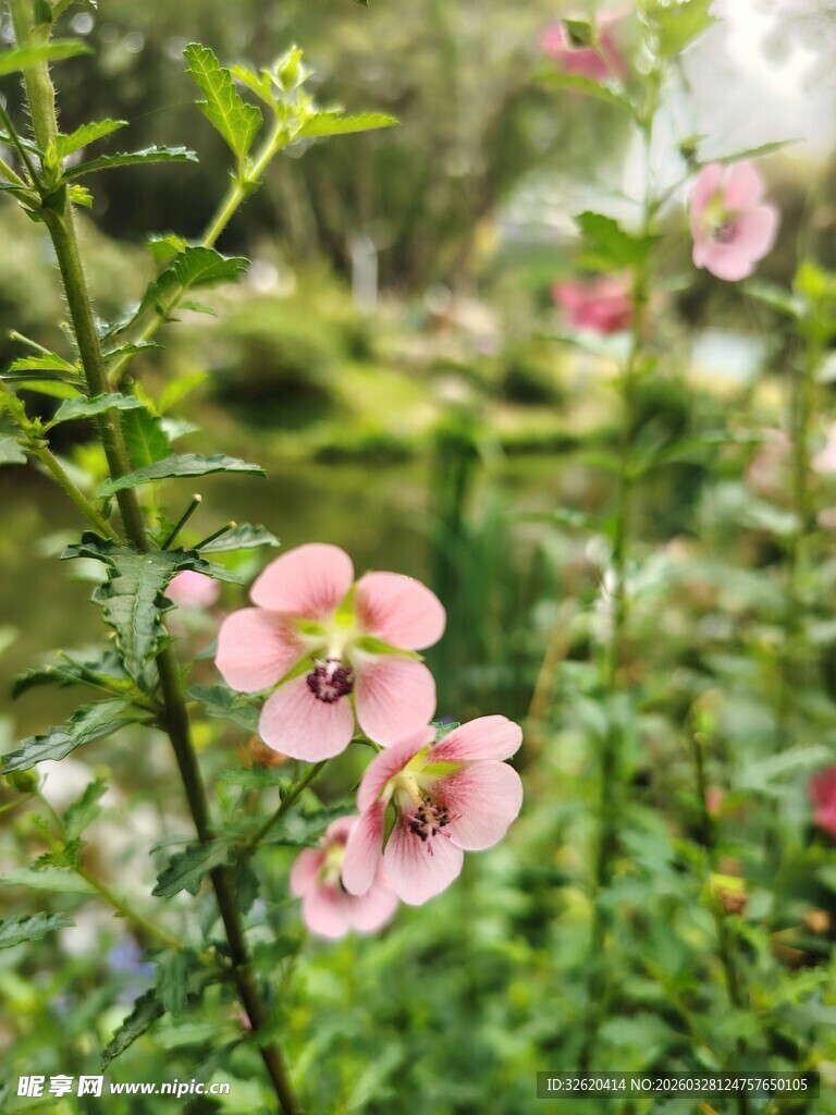 粉色小花绽放于绿意间
