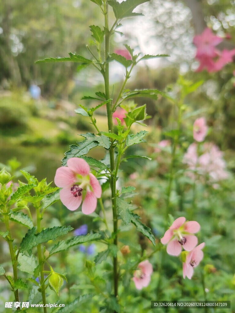 娇艳蜀葵绽放于绿意间