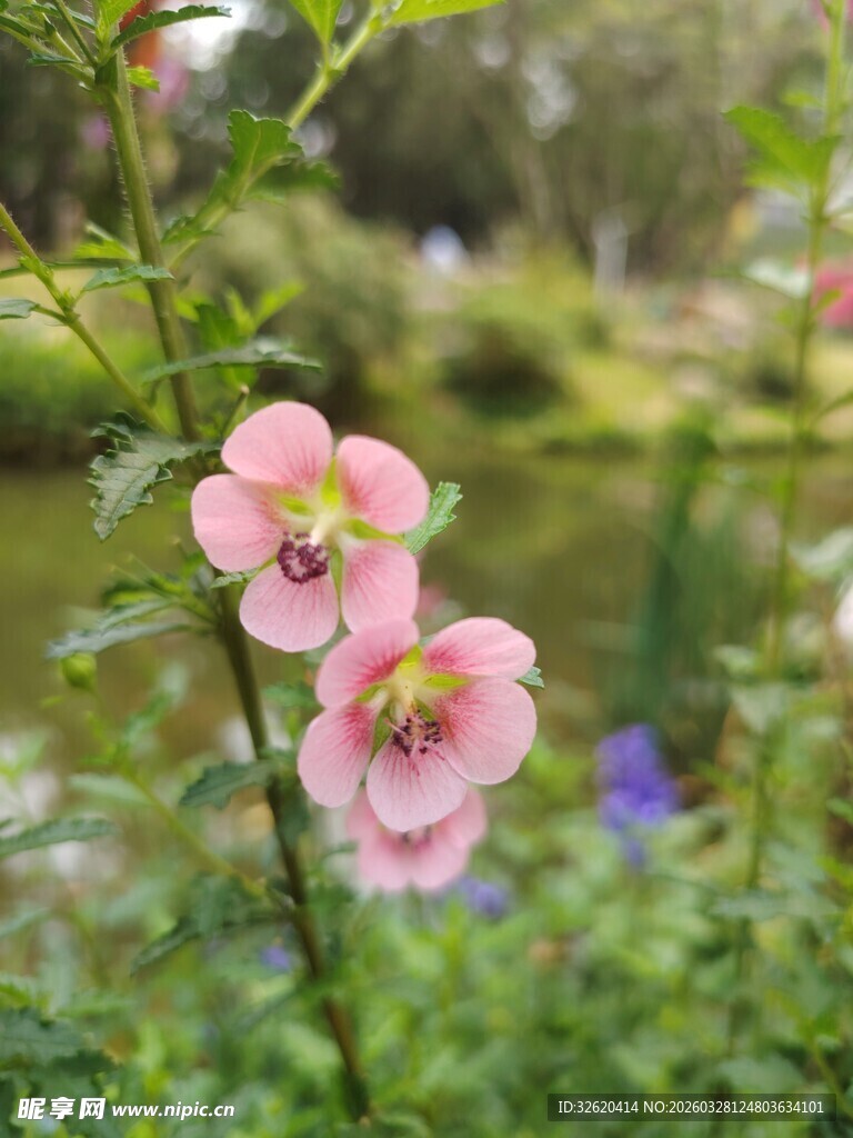粉色花朵绽放于绿植间