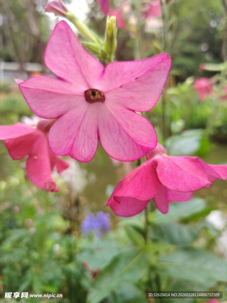 娇艳粉色花朵绽放