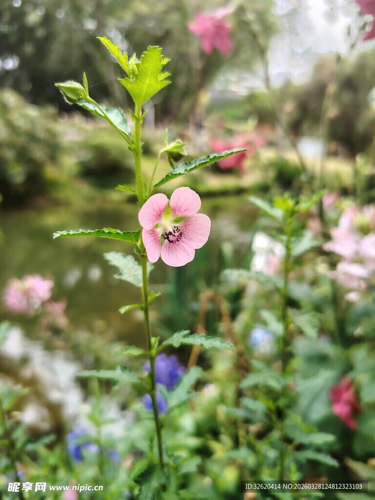 娇艳绽放的粉色花卉