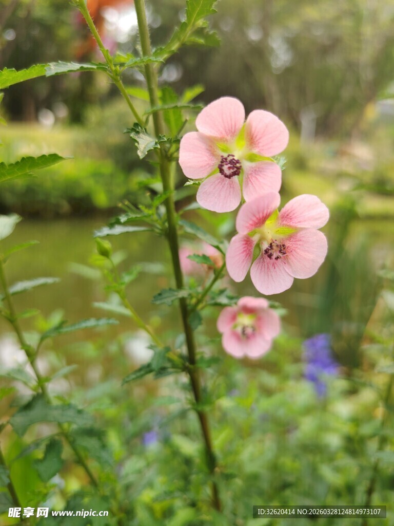 溪边绽放的粉嫩花朵