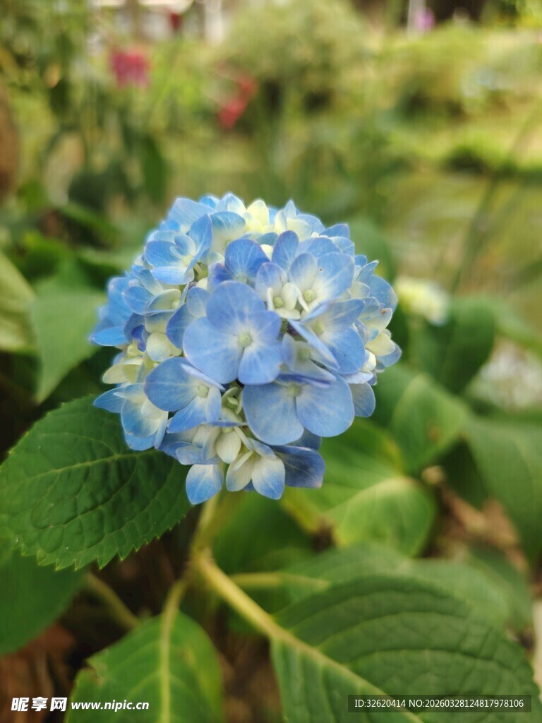 蓝色绣球花特写