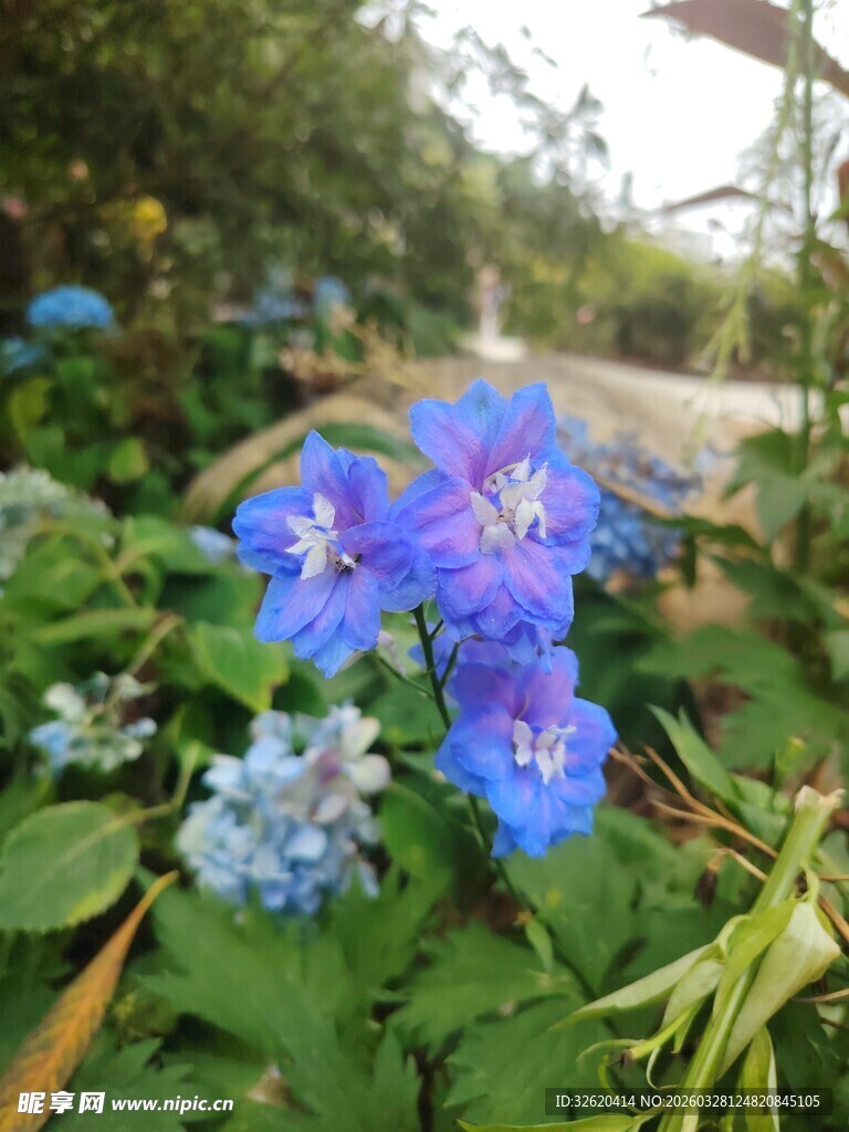 蓝花绽放于绿意之间