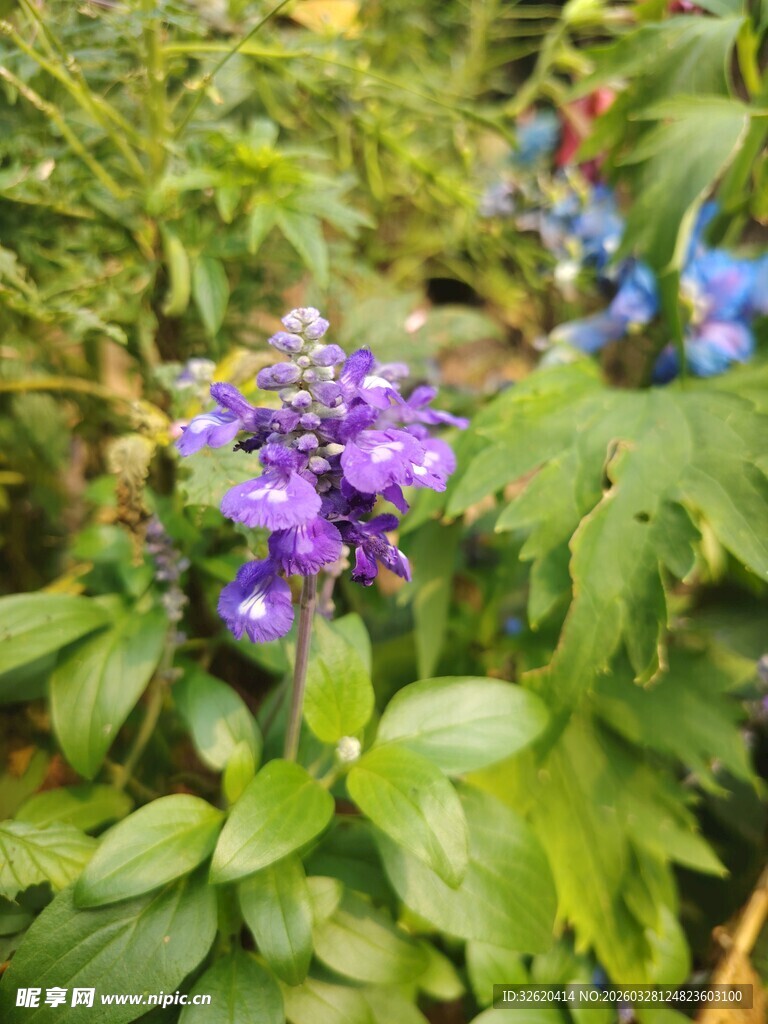 紫色花卉绽放于绿叶间