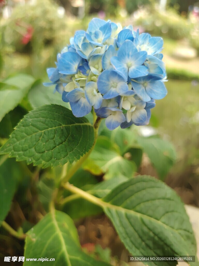 蓝色绣球花特写