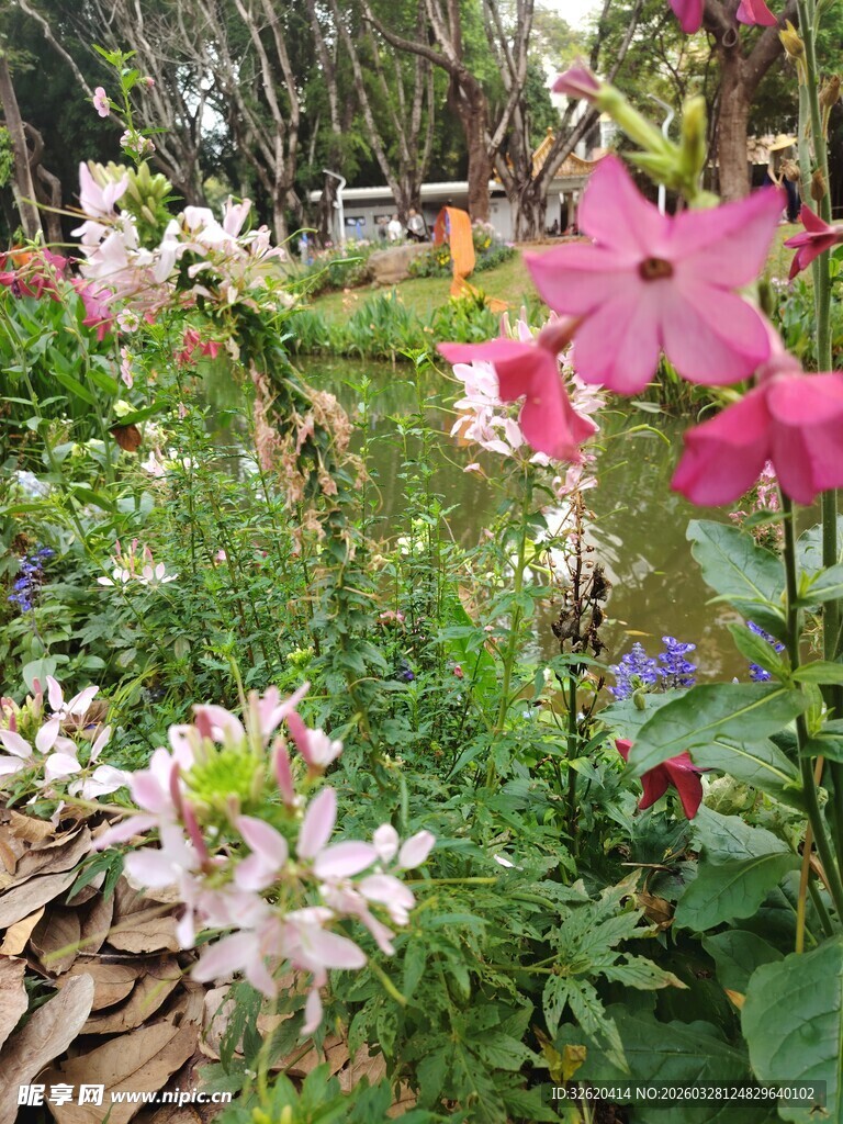 缤纷花卉装点的美丽花园