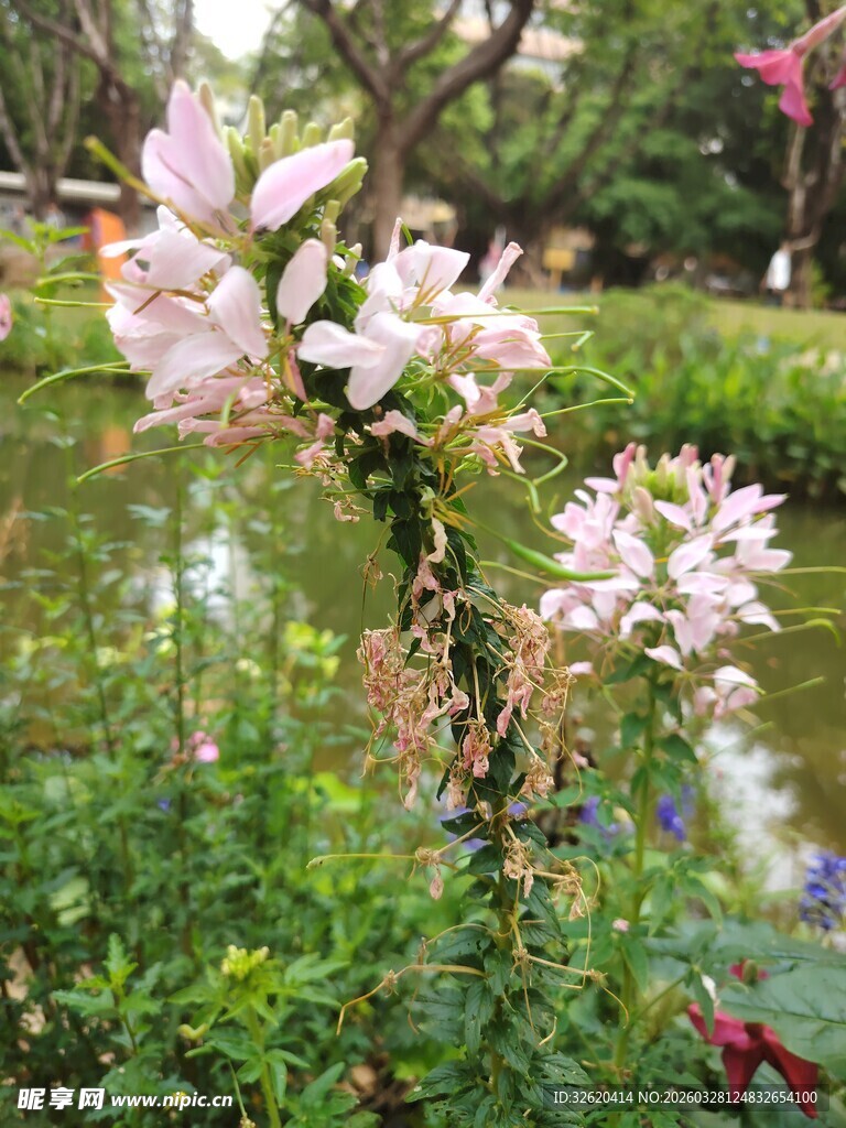 溪边绽放的娇艳花卉