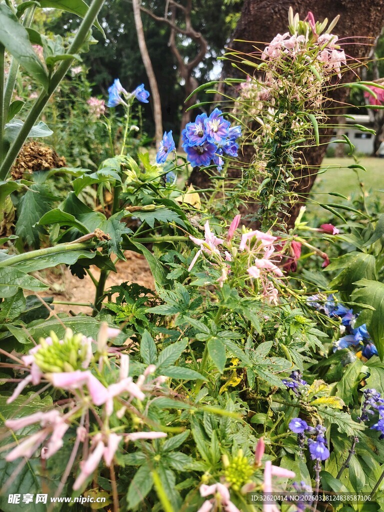 多彩花园中的繁茂花卉
