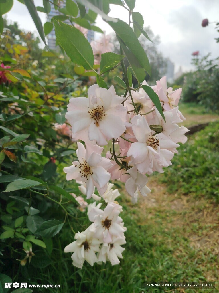 垂枝盛放的白色蔷薇花