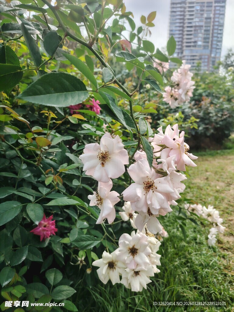花园中的美丽绽放花朵