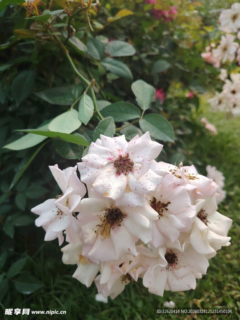 白色蔷薇花簇绽放