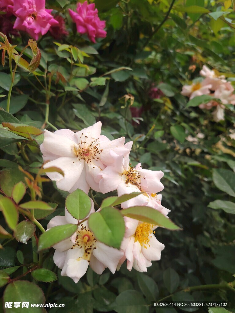 娇艳蔷薇绽放于绿叶间