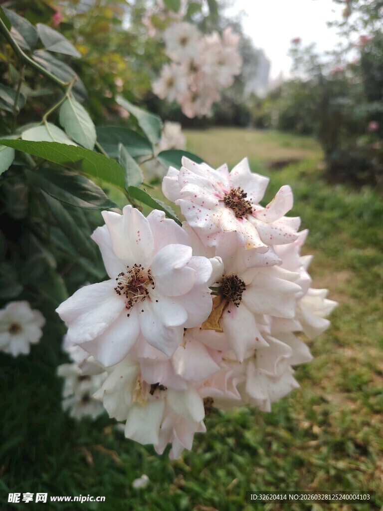 盛开的白色蔷薇花