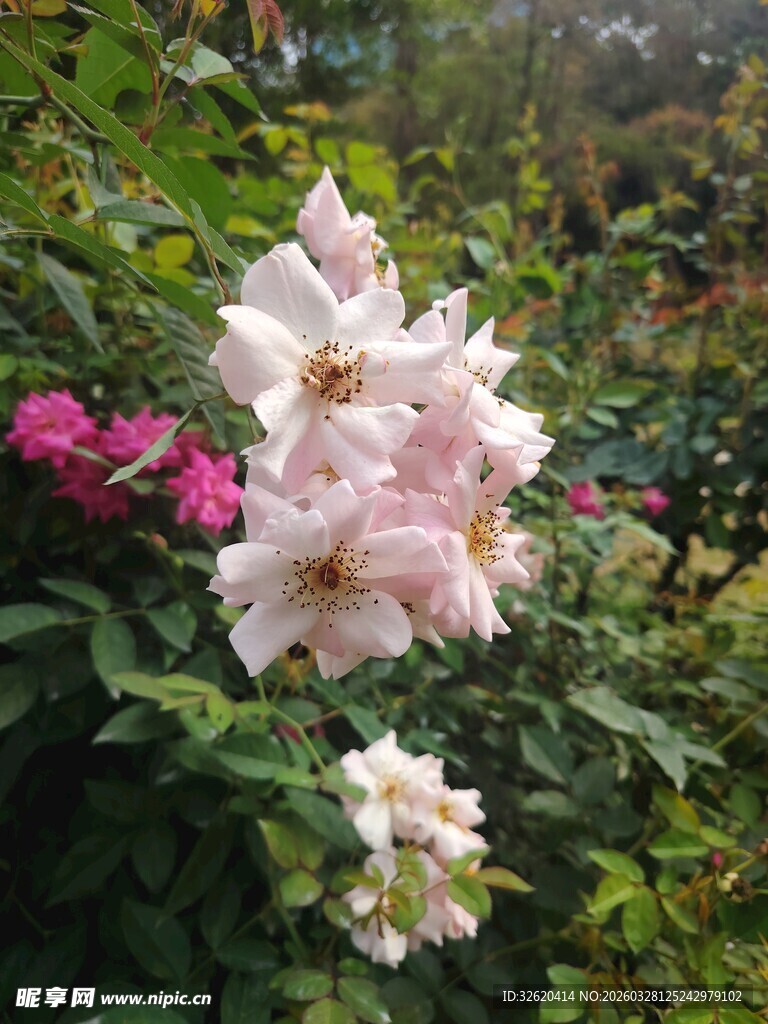 娇艳盛开的花园粉色花朵