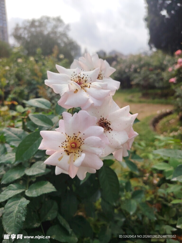 娇艳白蔷薇绽放枝叶间