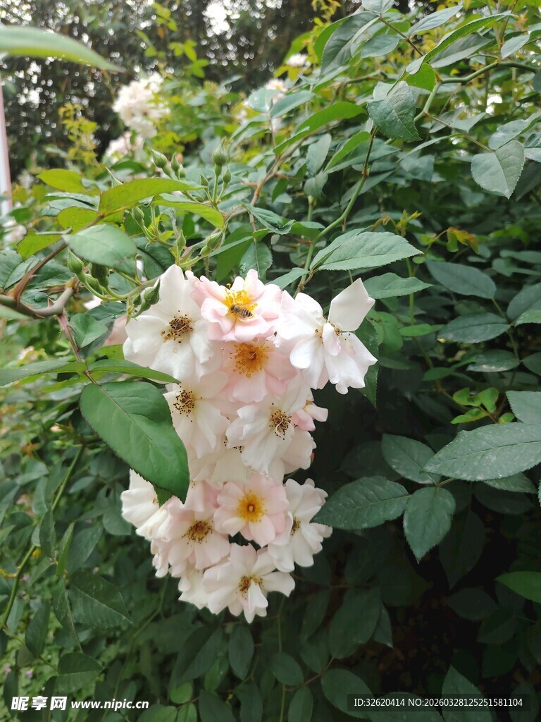 白色繁花绽放绿叶间