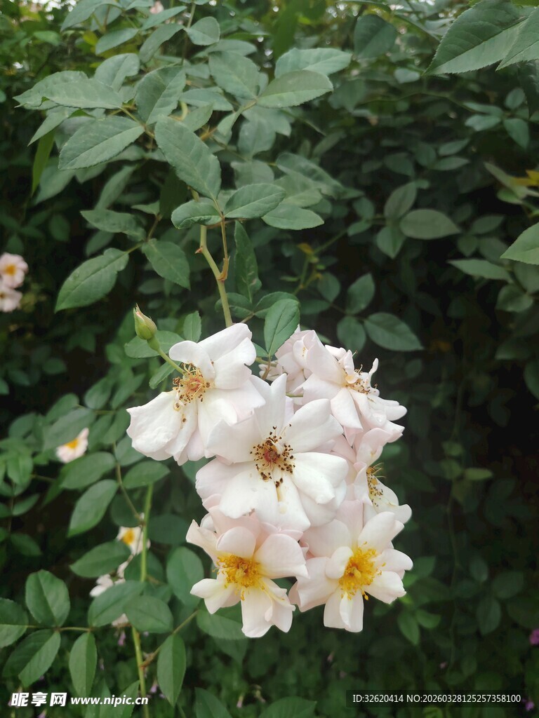 白色蔷薇花绽放