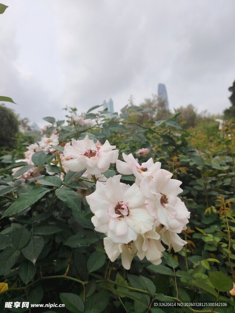 雨中绽放的美丽白蔷薇