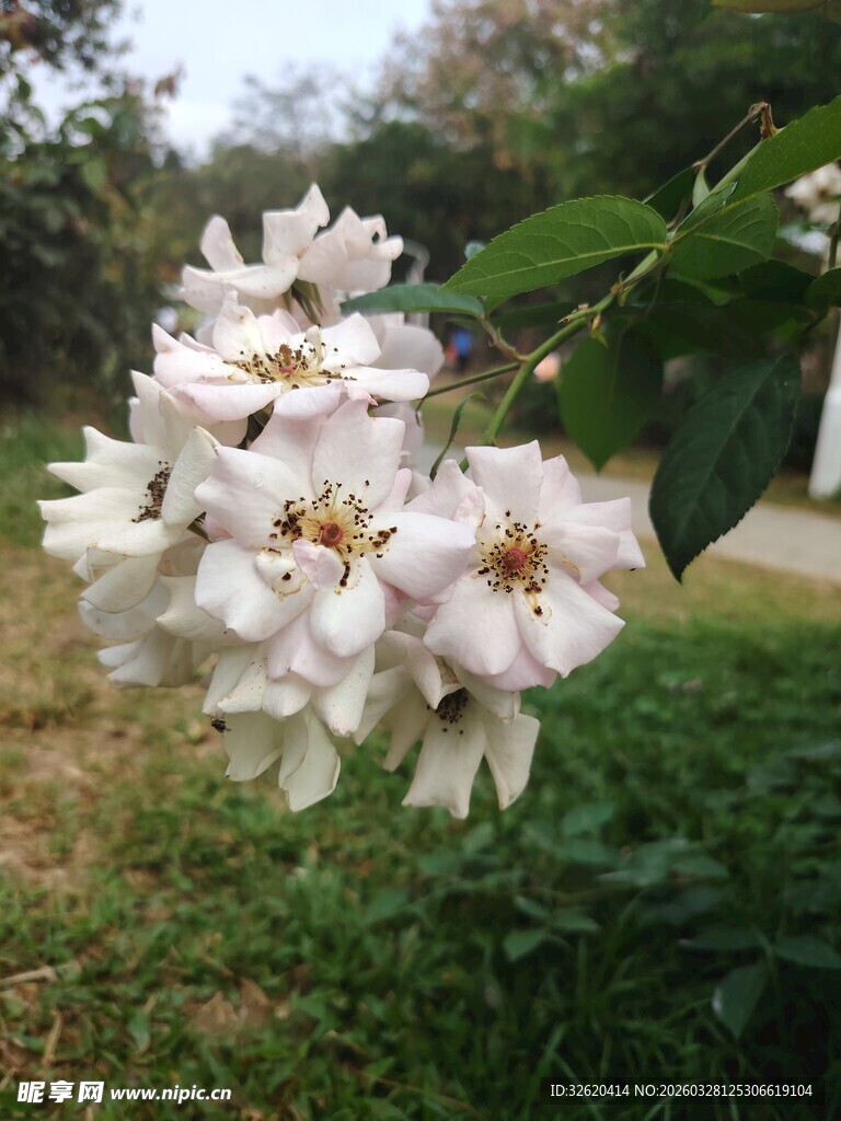 洁白绽放的美丽花朵