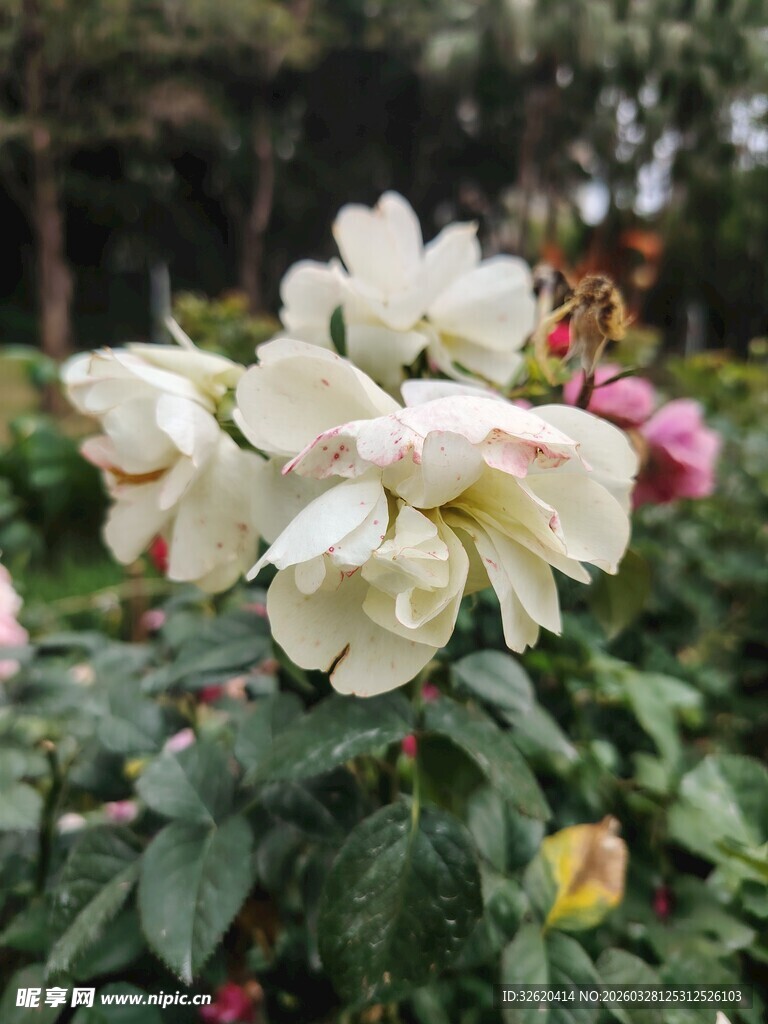 绽放的白色月季花