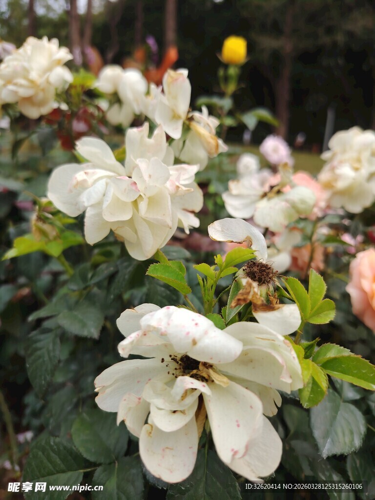 洁白栀子花绽放