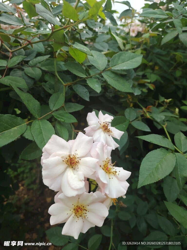 白色蔷薇绽放绿叶间