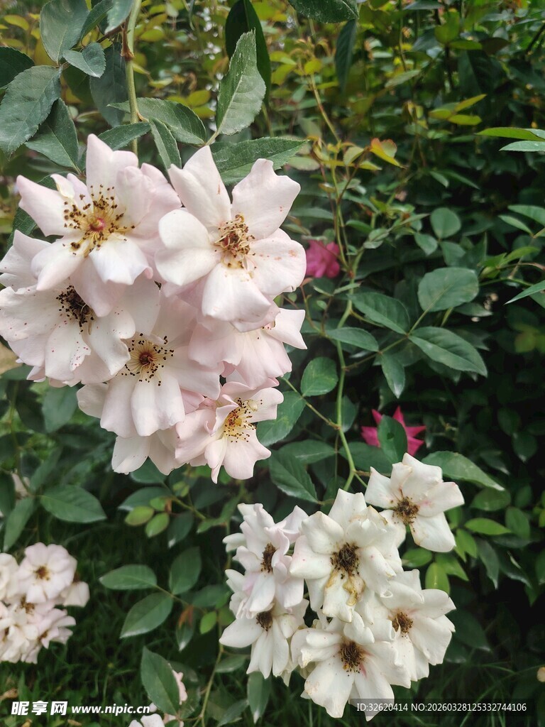 粉白蔷薇绽放于绿叶间
