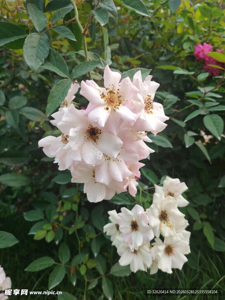 粉白蔷薇绽放于绿叶间