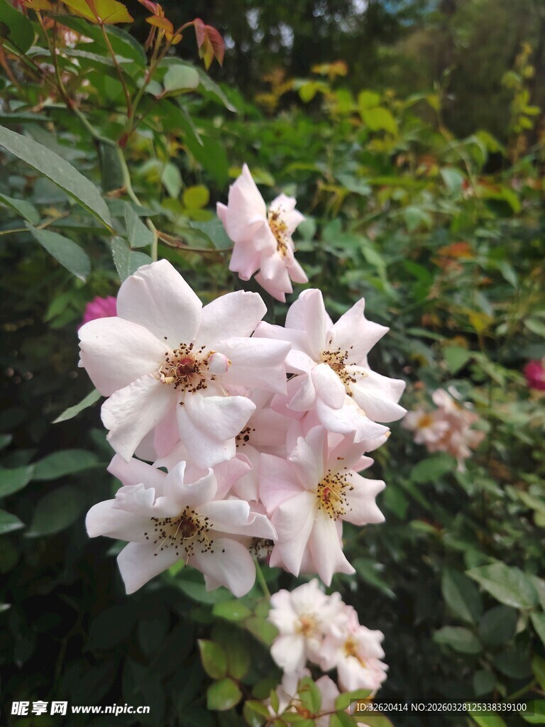 粉色蔷薇花绽放